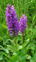 Breitblttriges Knabenkraut (Dactylorhiza majalis)